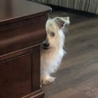 Duncan