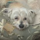 Duncan