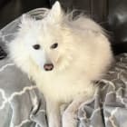 Mia
