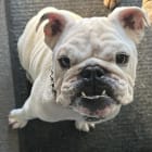 Dolce