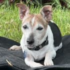 Jack