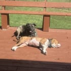 Diesel and Desi