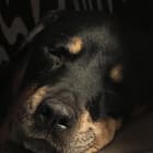 Ragnar