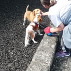 Benny