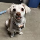 Pippa