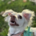 Pippa
