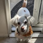 Pippa