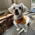 Pippa