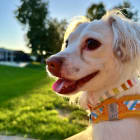 Pippa