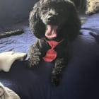 Ham