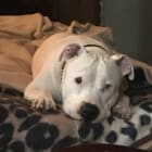 Alika