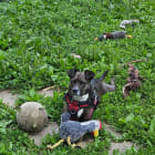 Bailey