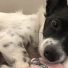 Oreo