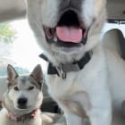 Phantom and Nova