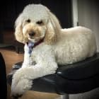 Bentley