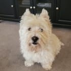 Fergus