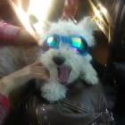 Benji