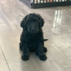 Murphy