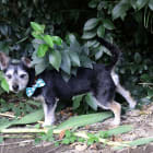 Prince
