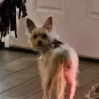 BD short for brown dog