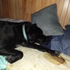 Toby