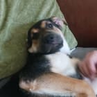 Tessie