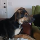 Tessie