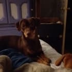 Oscar