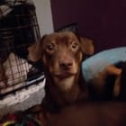 Oscar