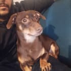 Oscar
