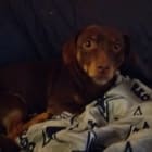 Oscar
