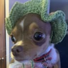 Petunia