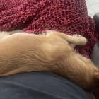 Chico