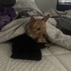 Chico