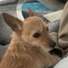 Chico