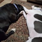 Obie Davey and Chuie