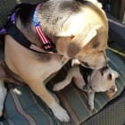 Clover and Bean