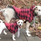 Clover and Bean