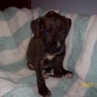 Little Orphan Annies Lucky Gizmo