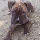 Little Orphan Annies Lucky Gizmo