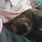 Little Orphan Annies Lucky Gizmo
