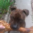 Little Orphan Annies Lucky Gizmo