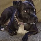 CeCe