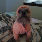 JJ