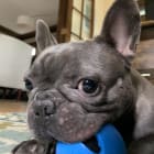 Tucci
