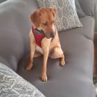 Daisy Mae