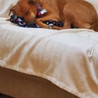 Daisy Mae