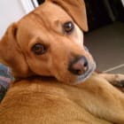 Maxie
