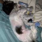 Buddy