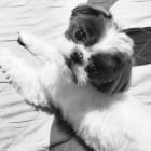Buddy